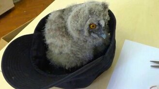 Совёнок кушает мышку - смотреть видео (2:10)