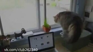 Самый боевой кот - смотреть видео (0:26)