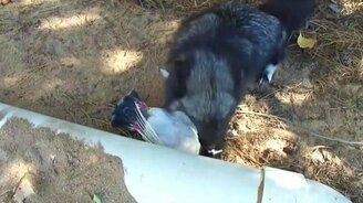 Серебряная лиса поймала голубя - смотреть видео (0:56)