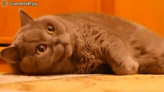 Кошачьи курьёзы и весёлости - смотреть видео (6:24)