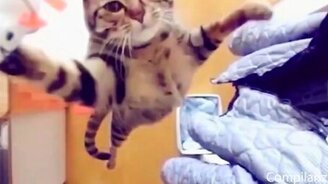 Коты, коты, коты! - смотреть видео (5:49)