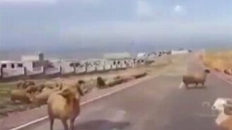 Баран против Тойоты - смотреть видео (0:22)