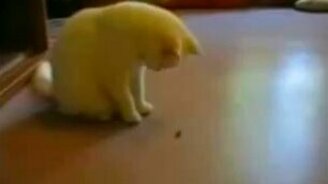 Кот против мухи - смотреть видео (0:30)