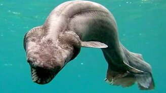 Удивительные обитатели океана - смотреть видео (2:47)