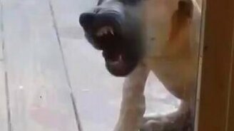 Щенок-зомби! - смотреть видео (0:06)