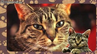 Познавательно о кошках - смотреть видео (1:22)