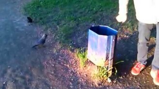 Галка и пакет от чипсов - смотреть видео (1:14)