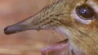 Певчий зверёк - смотреть видео (0:52)