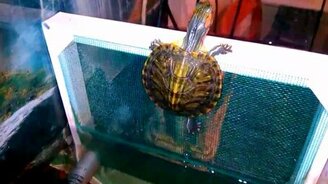 Черепашья невыполнимая миссия - смотреть видео (0:59)