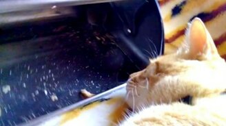 Современный кот против мыши - смотреть видео (1:07)