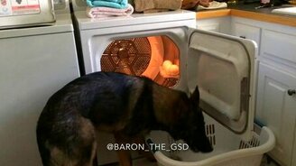 Овчарка помогает по хозяйству - смотреть видео (0:54)