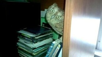 Совиный ужастик - смотреть видео (0:24)