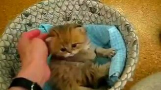 Олицетворение милоты - смотреть видео (1:37)