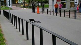 Невозмутимый кот и ворона - смотреть видео (0:25)