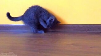 Котёнок-бельчонок - смотреть видео (2:09)