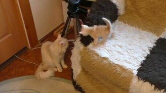 Царь горы: котята штурмуют диван! - смотреть видео (2:05)
