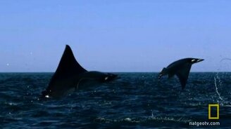 Тысячи скатов в океане - смотреть видео (2:16)