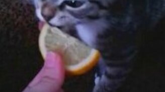 Котёнок кушает лимон - смотреть видео (0:27)