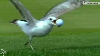 Звери, прервавшие спортивный матч - смотреть видео (0:52)