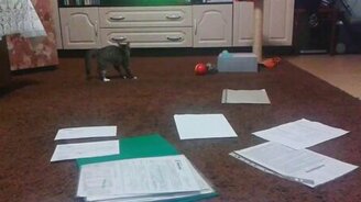 Котёнок против телевизора - смотреть видео (0:05)