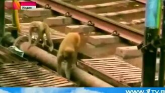 Обезьяна спасла сородича - смотреть видео (0:32)