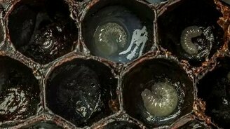 Рождение пчелы - смотреть видео (1:05)