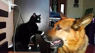 Овчарка и кот играют - смотреть видео (0:51)