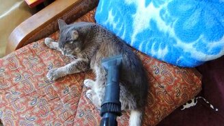 Как кота пылесосят - смотреть видео (1:57)