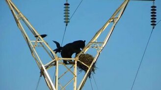 Медведь на опоре ЛЭП - смотреть видео (0:33)