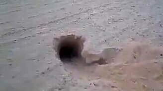 Жук роет в песке тоннель - смотреть видео (0:32)