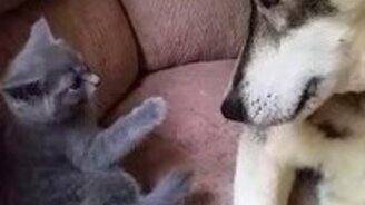 Пёс ревнует хозяев к котёнку - смотреть видео (1:43)