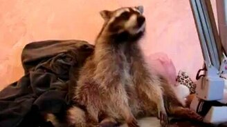 Енот кушает вкусности - смотреть видео (0:37)