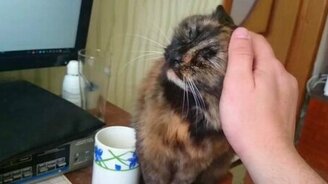 Ну погладь же меня ещё! - смотреть видео (0:49)