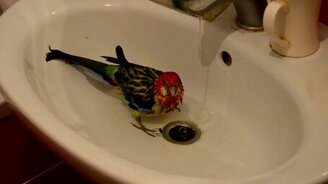 Купание попугая от и до - смотреть видео (3:31)