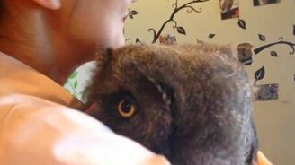 Как совушка к нежности относится - смотреть видео (1:13)