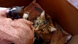 Кошке подбросили щенка - смотреть видео (1:23)