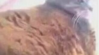 Ненавистник сэлфи - смотреть видео (0:11)