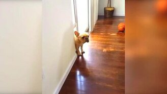 Кто пожевал ручку, а? - смотреть видео (0:18)