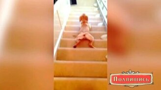 Самый смешной способ съехать с лестницы - смотреть видео (0:15)