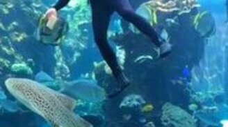 Дайвер ласкает акулу - смотреть видео (1:56)