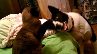 Лайка и сиам - смотреть видео (0:45)