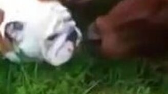 Бульдог знакомится с коровками - смотреть видео (0:35)