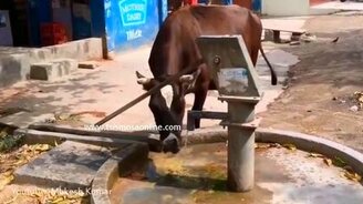 Сообразительные коровы - смотреть видео (2:08)