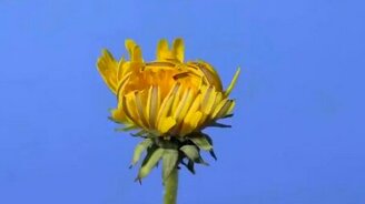 Цветение одуванчика - смотреть видео (1:41)