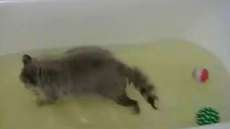 Енотиха купается - смотреть видео (8:53)