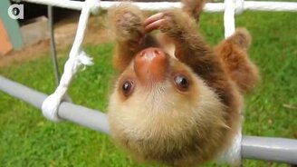 Ленивцы разговаривают - смотреть видео (1:38)