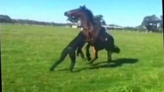 Девушка послала коня, а он - её - смотреть видео (0:15)