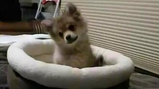 Реакция щенка на волчий вой - смотреть видео (0:49)