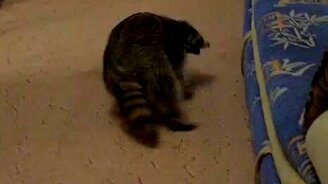 Операция - уничтожить хвост - смотреть видео (1:08)