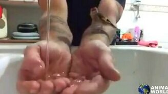 Щегол купается в хозяйских руках - смотреть видео (2:32)